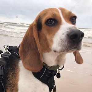 Meet your Posher, Thomas